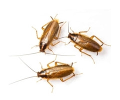 Professional Cockroaches Control in NJ – Safe & Reliable