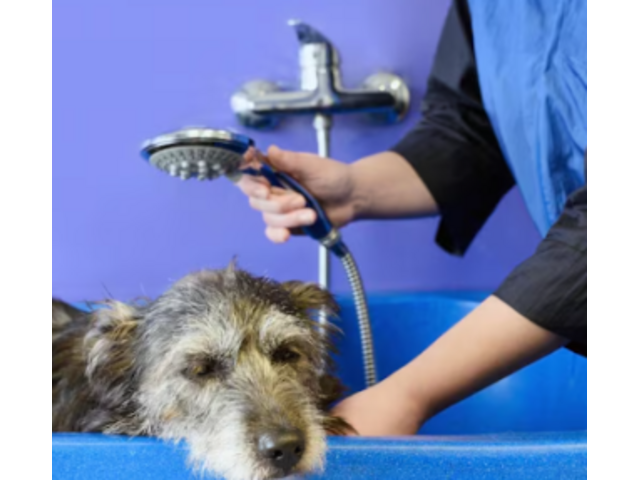 Mobile Groomer in Centennial