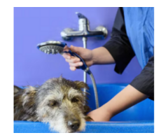 Mobile Groomer in Centennial