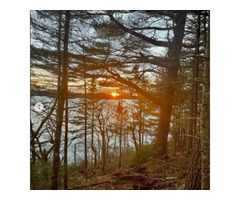 Ongoing Reliable Tree Care in Halifax