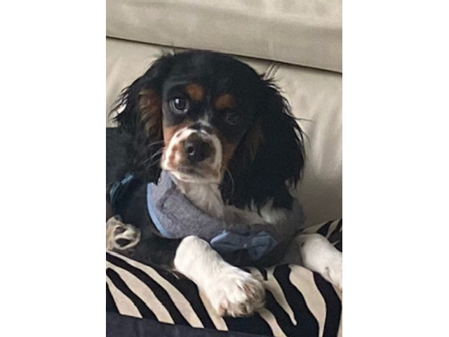 Explore Pet friendly Vancouver Bed and Breakfast