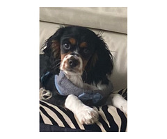 Explore Pet friendly Vancouver Bed and Breakfast