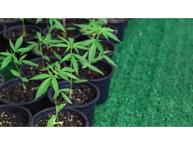 No Lines, No Nonsense, Just Good Weed