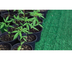 No Lines, No Nonsense, Just Good Weed