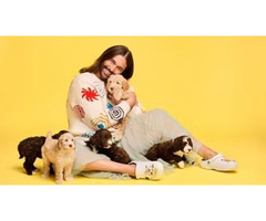 Find ALAA Registered Labradoodle Breeders