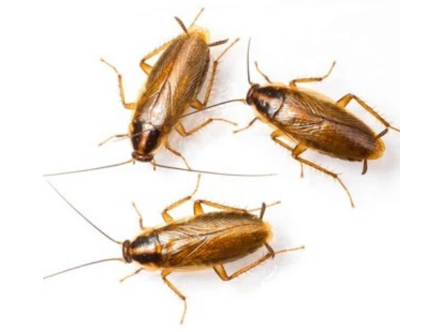 Expert Roach Control in Raritan, NJ – Safe & Effective Solutions