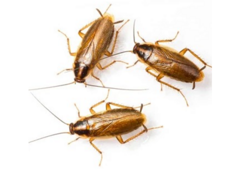 Expert Roach Control in Raritan, NJ – Safe & Effective Solutions