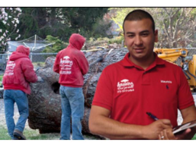 Expert Tree Cutting in Bergen County, NJ