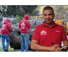 Expert Tree Cutting in Bergen County, NJ