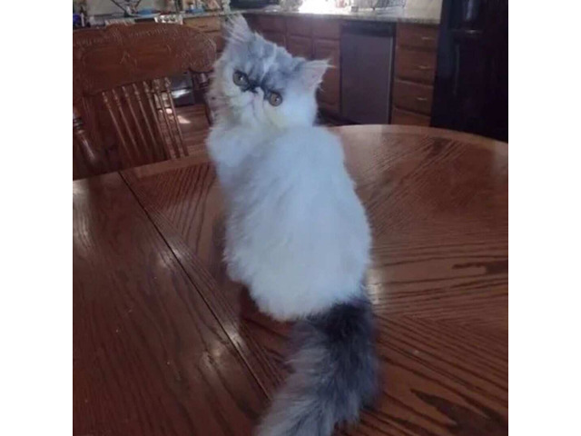 Adult Persian Cats for Sale