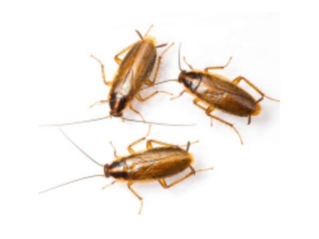 Roach Prevention in Somerset County, NJ