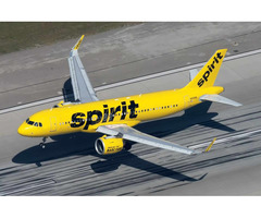 Spirit Airlines Pet Policy Assistance at One Call – +1-855-662-4577