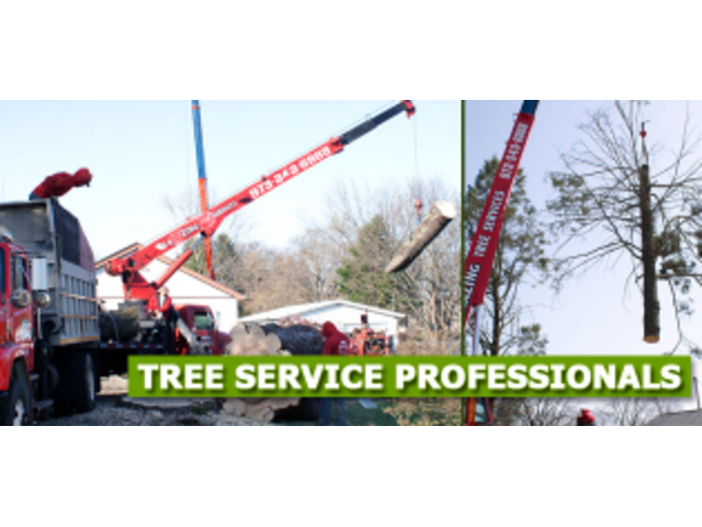 Tree Care in Totowa, NJ – Amazing Tree Services