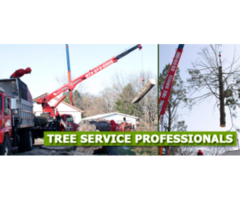 Tree Care in Totowa, NJ – Amazing Tree Services