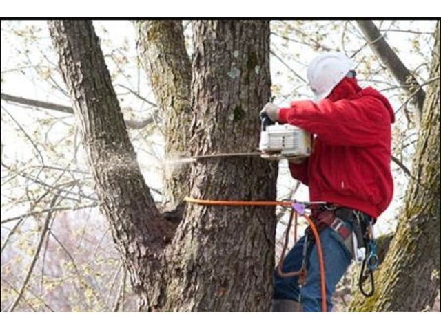Professional Tree Removal Service in NJ
