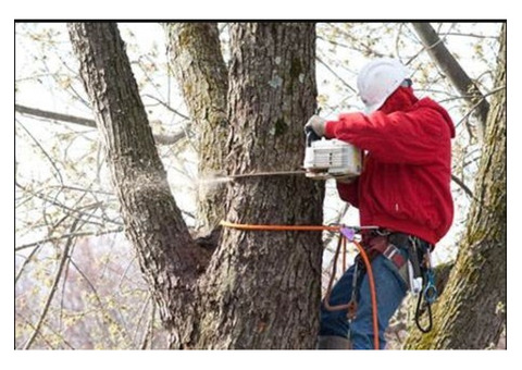 Professional Tree Removal Service in NJ