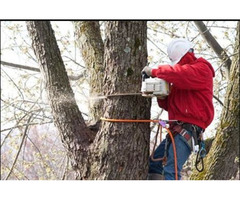 Professional Tree Removal Service in NJ