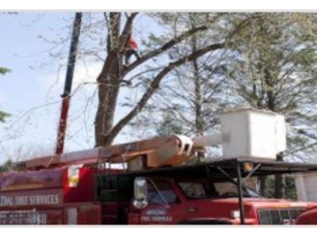 How Much DoesTree Removal Cost?