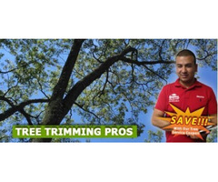 Tree Trimming in NJ – Amazing Tree Services