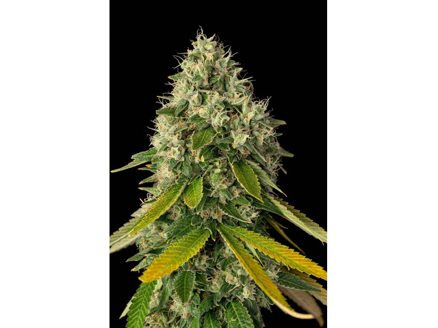 Creative Spark & Focus Flower