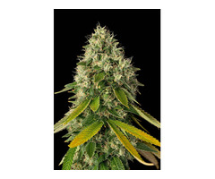 Creative Spark & Focus Flower