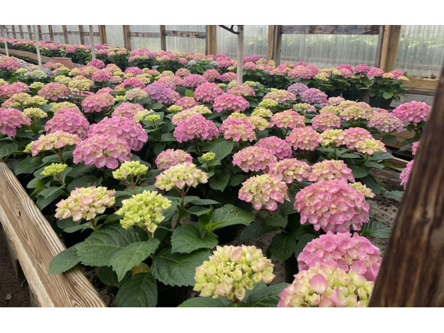 Delco’s Freshest Plant Choices for Thriving Spaces