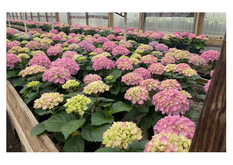 Delco’s Freshest Plant Choices for Thriving Spaces