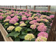 Delco’s Freshest Plant Choices for Thriving Spaces