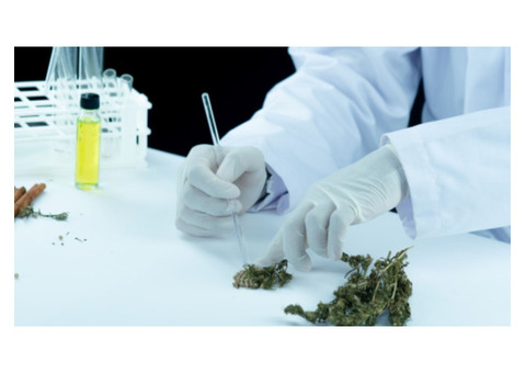 Buy Organic Kratom Online – Premium Quality at Affordable Prices