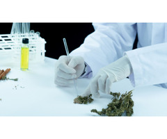 Buy Organic Kratom Online – Premium Quality at Affordable Prices