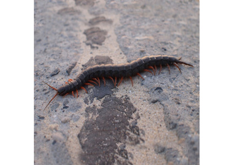 Effective Centipede Prevention in NJ