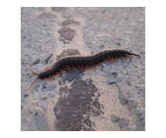 Effective Centipede Prevention in NJ