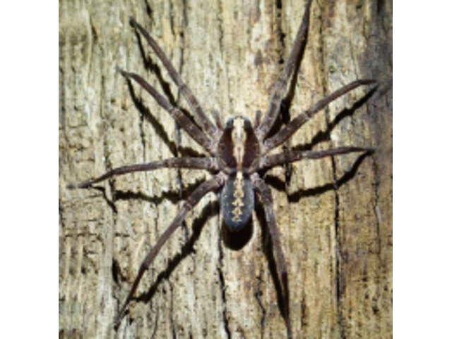 Trusted Spider Control Services in NJ