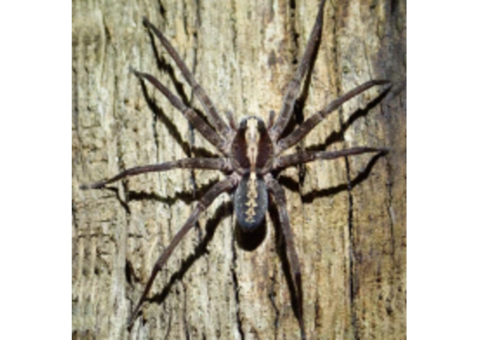Trusted Spider Control Services in NJ