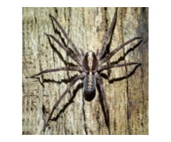 Trusted Spider Control Services in NJ