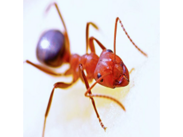Effective Ant Prevention Services in NJ