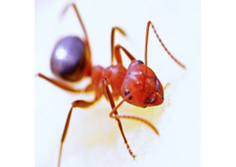 Effective Ant Prevention Services in NJ