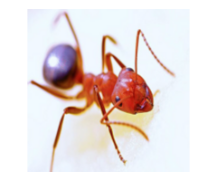 Effective Ant Prevention Services in NJ