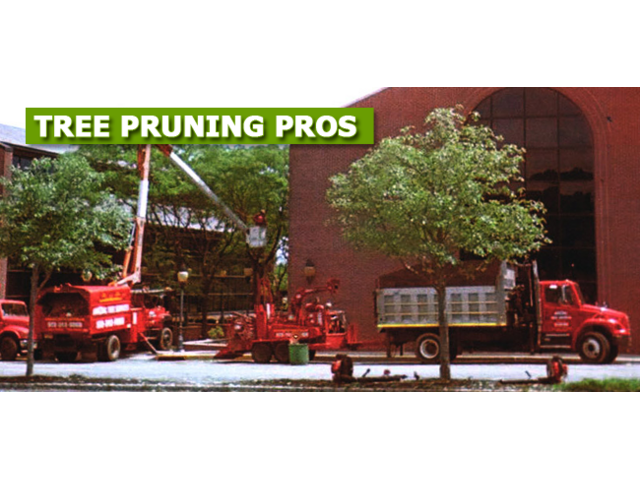 Professional Commercial Tree Pruning in NJ