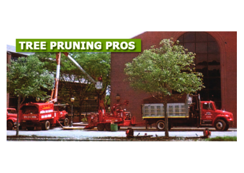 Professional Commercial Tree Pruning in NJ