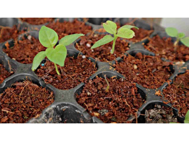 Coco Coir for Cannabis Growers