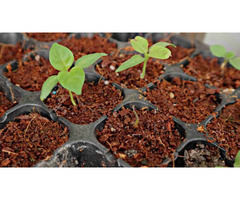 Coco Coir for Cannabis Growers