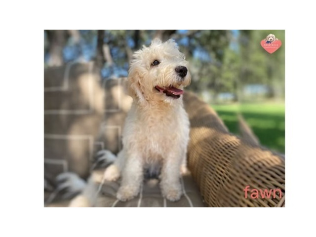 Adorable Australian Labradoodle Puppies For Sale Now!