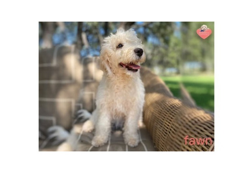 Adorable Australian Labradoodle Puppies For Sale Now!