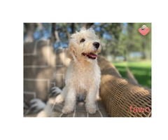 Adorable Australian Labradoodle Puppies For Sale Now!