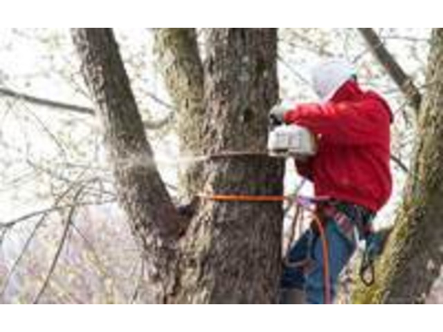 Trusted Tree Company in Morris County, NJ