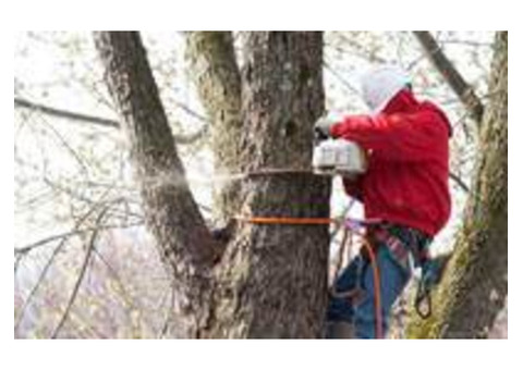 Trusted Tree Company in Morris County, NJ