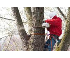 Trusted Tree Company in Morris County, NJ
