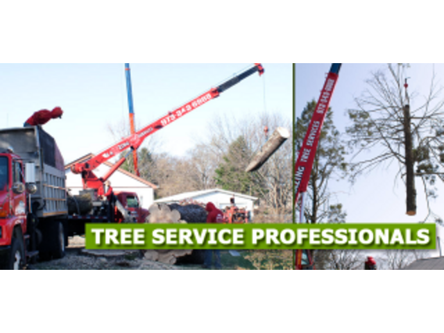 Reliable Commercial Tree Removal in Morris County, NJ