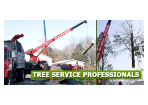 Reliable Commercial Tree Removal in Morris County, NJ
